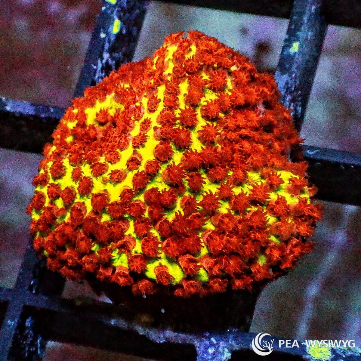 Burning Banana Stylocienella Stylocoeniella sp. WYSIWYG coral frag with yellow green encrusting tissue, red orange polyps, and bright reef aquarium coloration