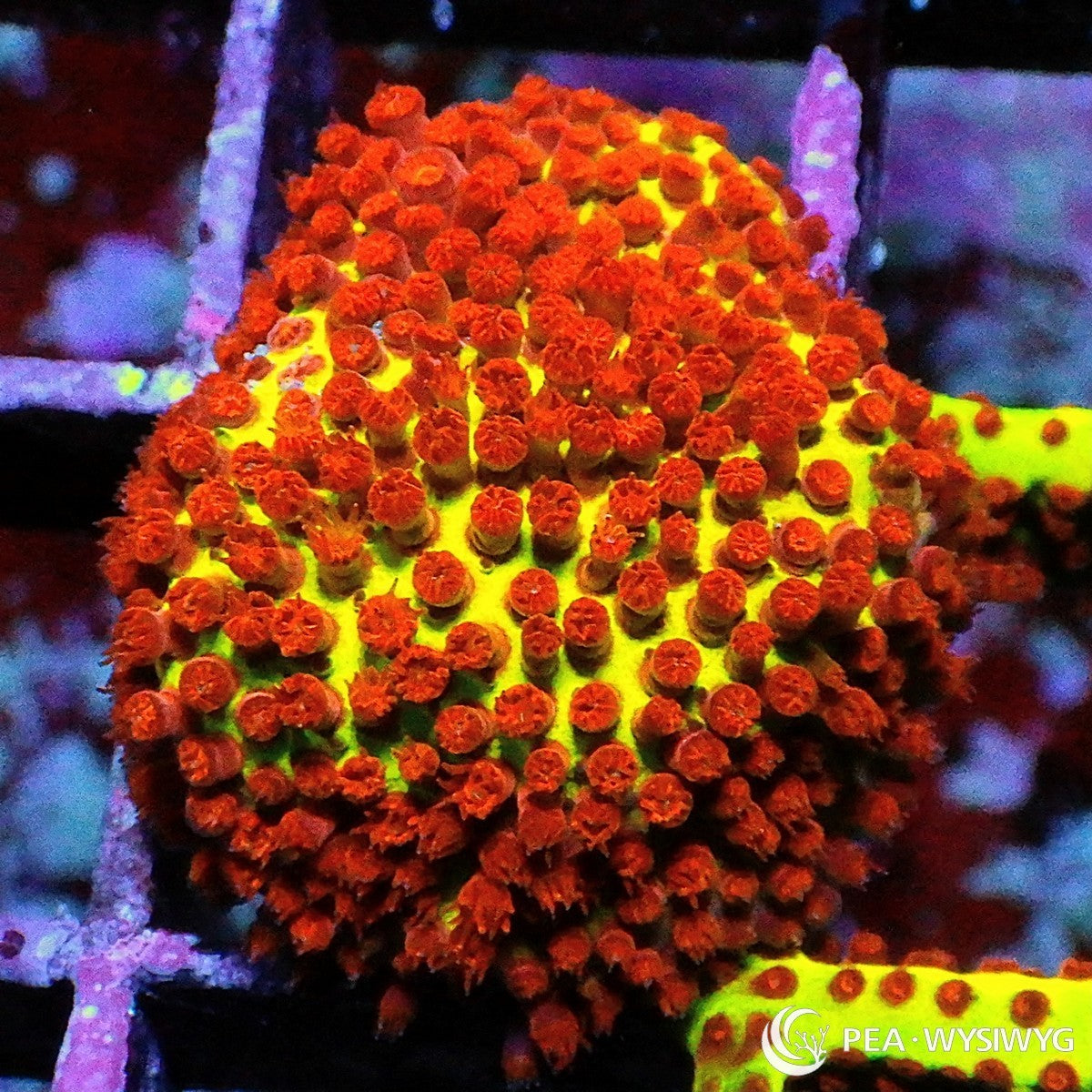 Burning Banana Stylocoeniella Stylocoeniella sp. WYSIWYG coral frag with bright yellow green encrusting tissue, vivid red orange polyps, and compact stony coral growth