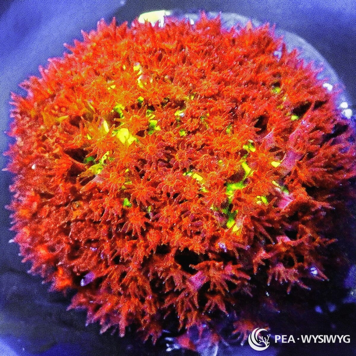 Burning Banana Stylocoeniella Stylocoeniella sp. WYSIWYG coral frag with fiery red orange tissue, neon yellow green highlights, and encrusting texture