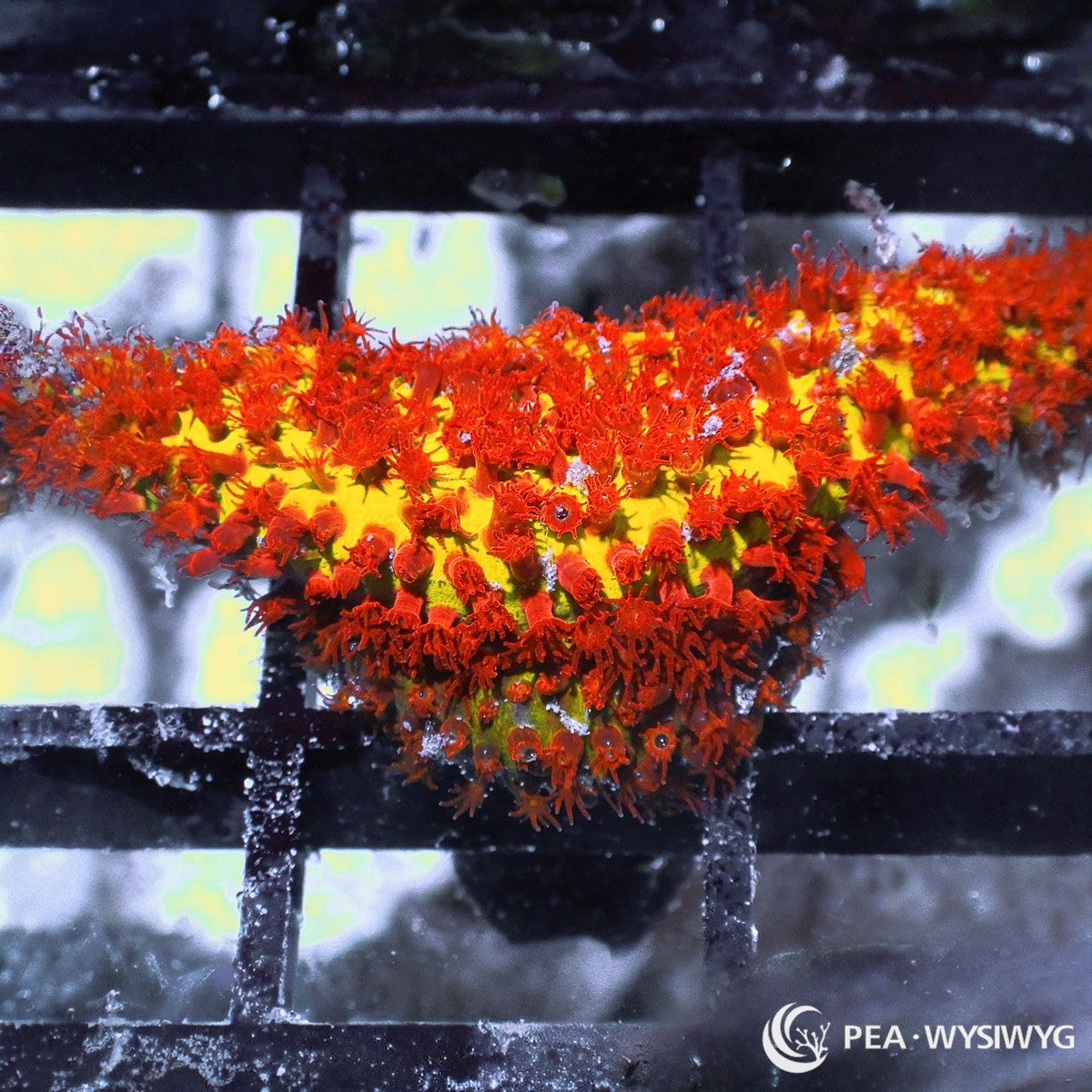 Burning Banana Stylocoeniella aquacultured SPS coral with bright yellow coloration and encrusting growth