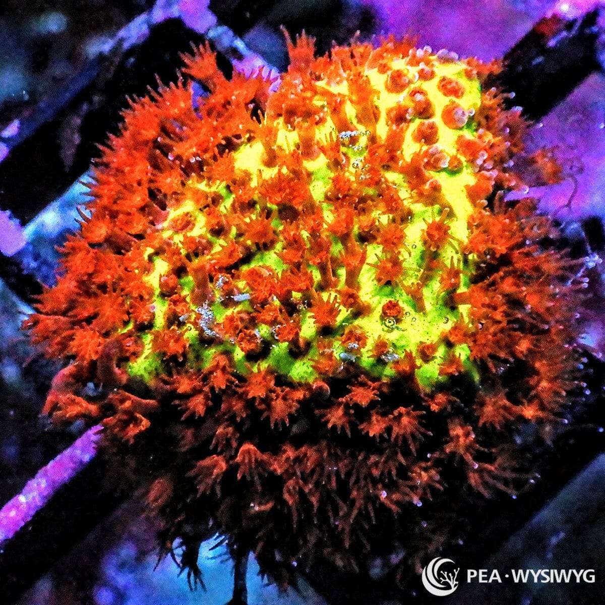 Burning Banana Stylocoeniella coral with red-orange polyps and glowing yellow-green base, WYSIWYG under $25 coral frag