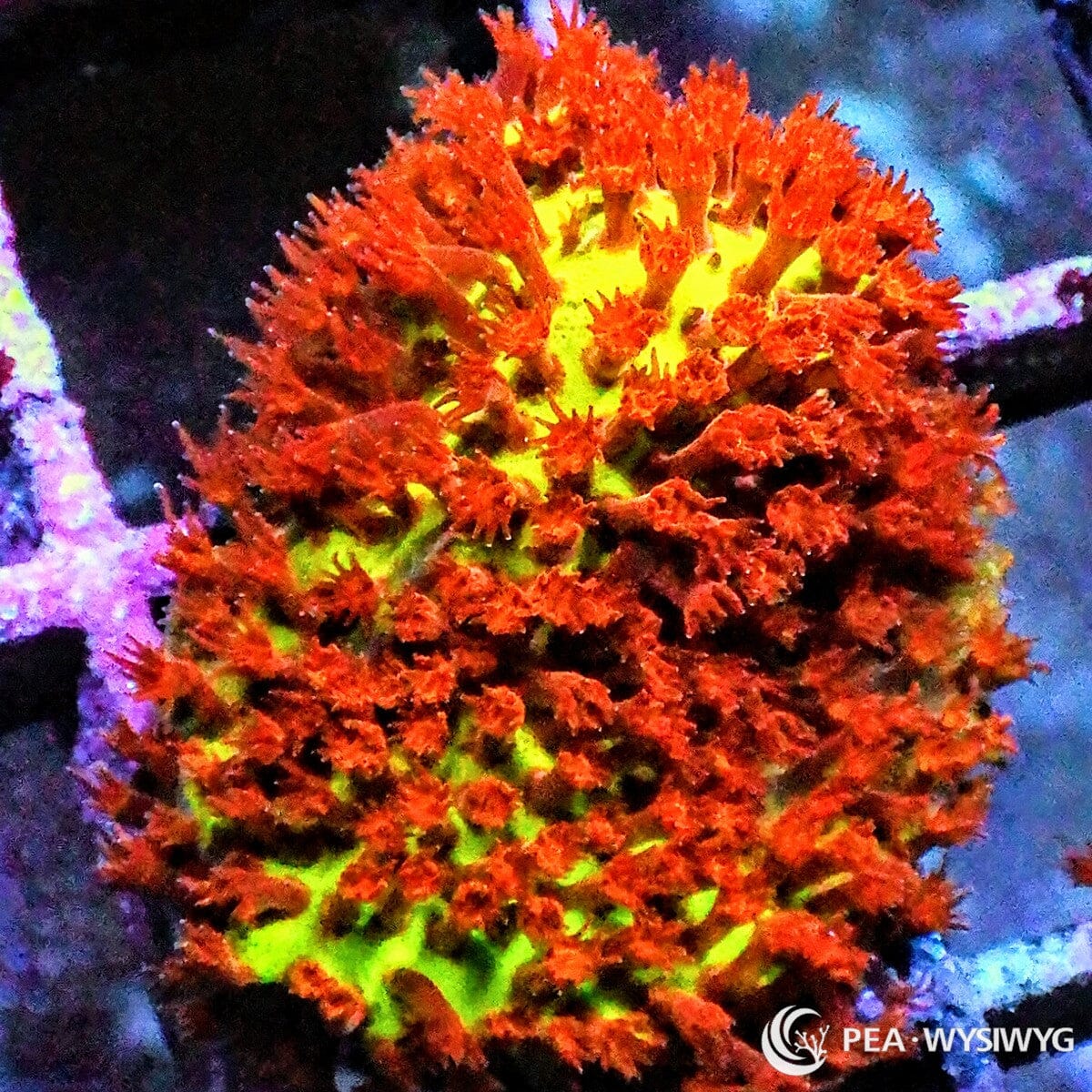 Burning Banana Stylocoeniella coral WYSIWYG frag with yellow-green base and orange polyps