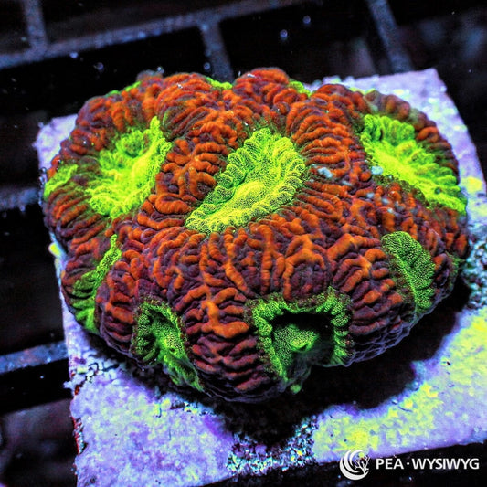 Burnt Orange Glowing Lime Favia Dipsastraea sp. WYSIWYG Premium Frag with burnt orange ridged corallites and fluorescent lime green centers