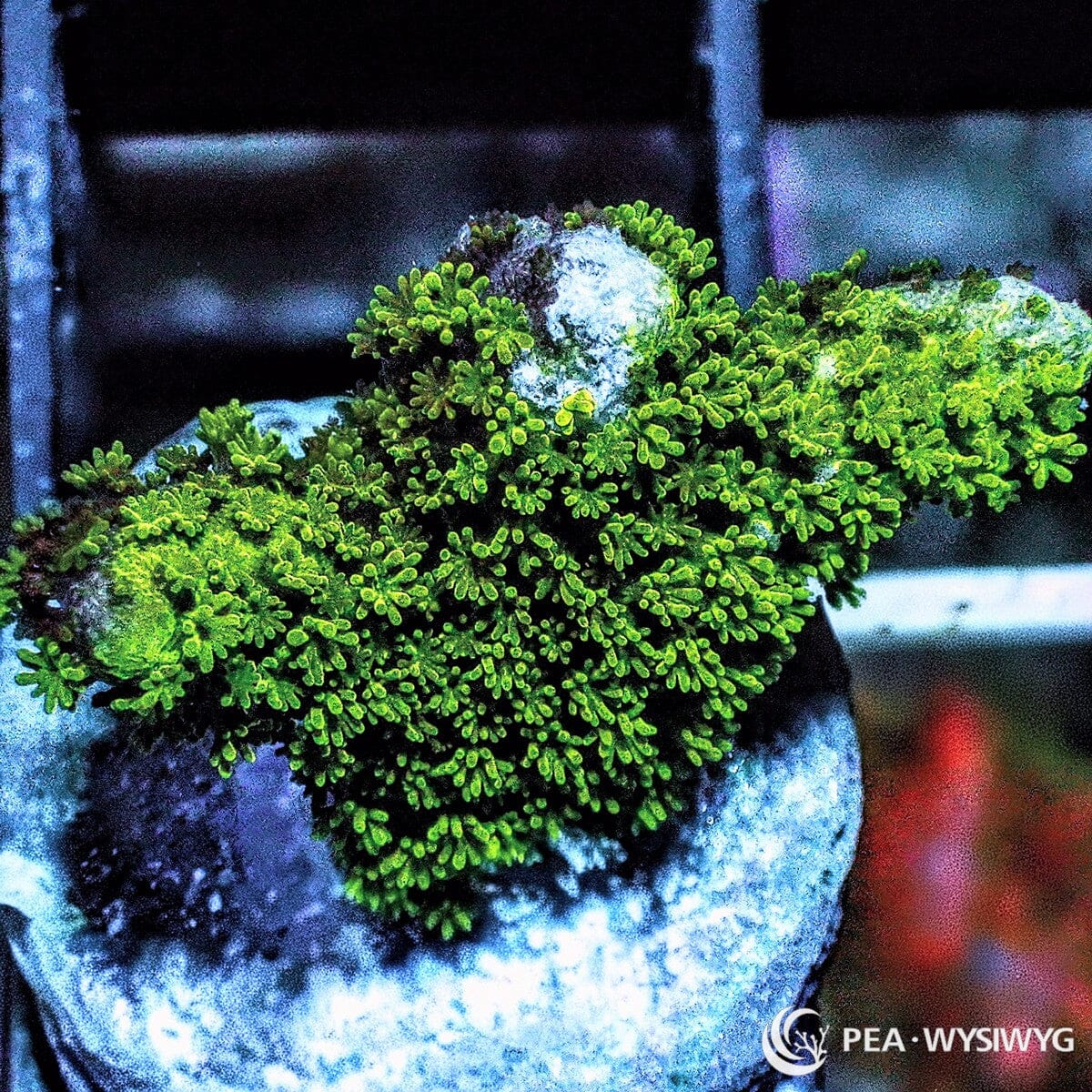 Bushy Green Branching Montipora Montipora sp. WYSIWYG coral frag with bright green dense branching growth