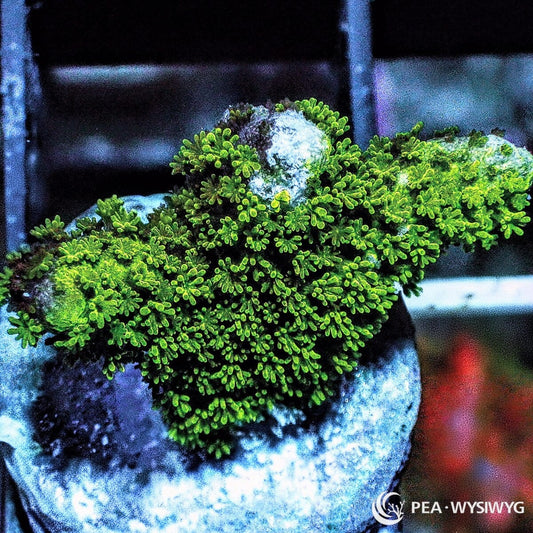 Bushy Green Branching Montipora Montipora sp. WYSIWYG coral frag with bright green dense branching growth