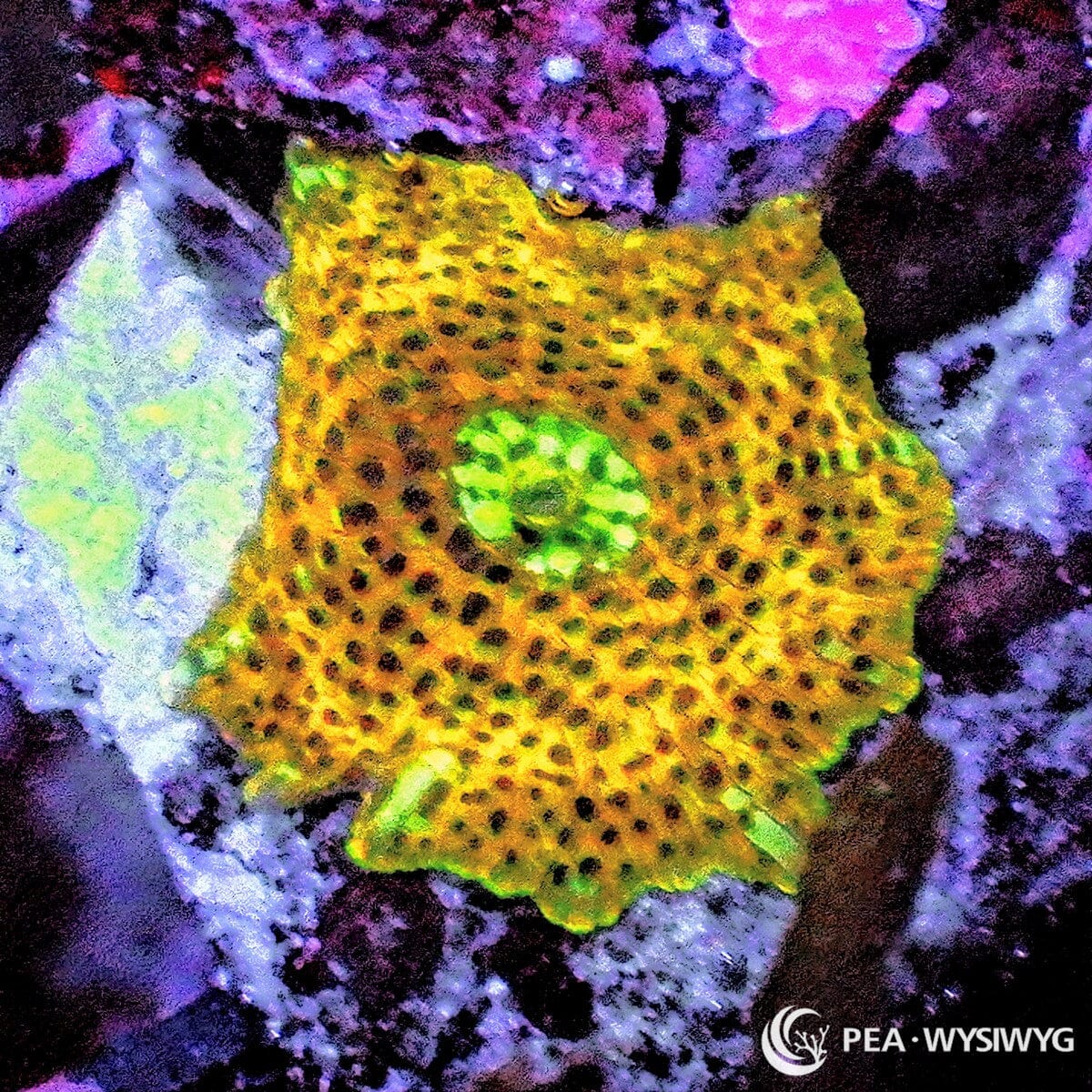 Spotted Orange Bzorgi Mushroom coral with orange-gold body, dark speckles, and green mouth, WYSIWYG under $25 mushroom coral