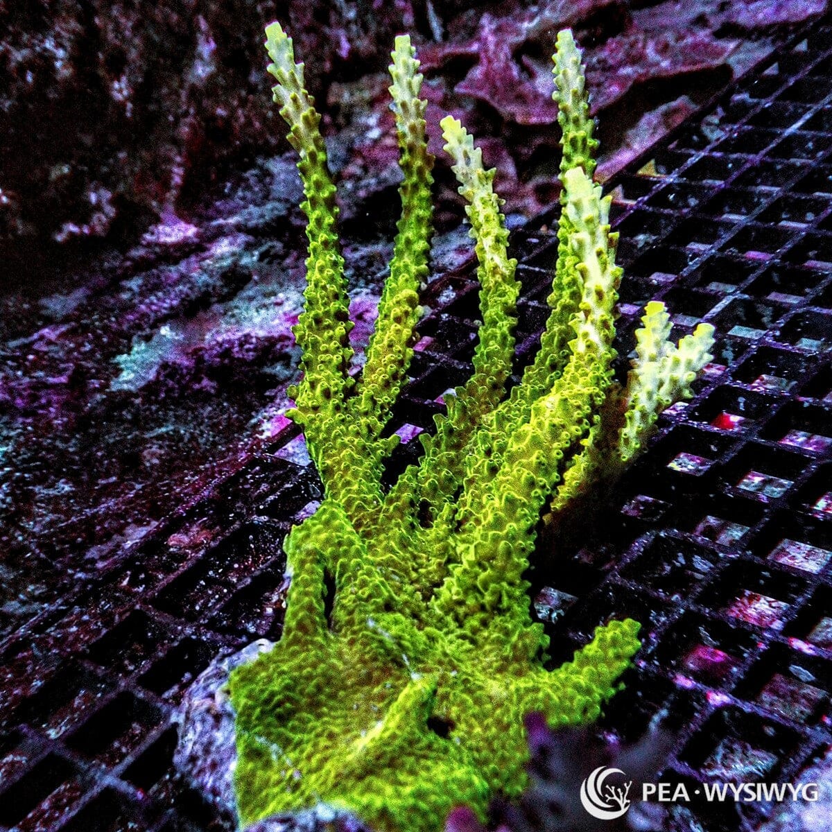 Candelabra Acropora Acropora sp. WYSIWYG coral frag with bright green branching growth, lighter tips, and upright reef aquarium structure