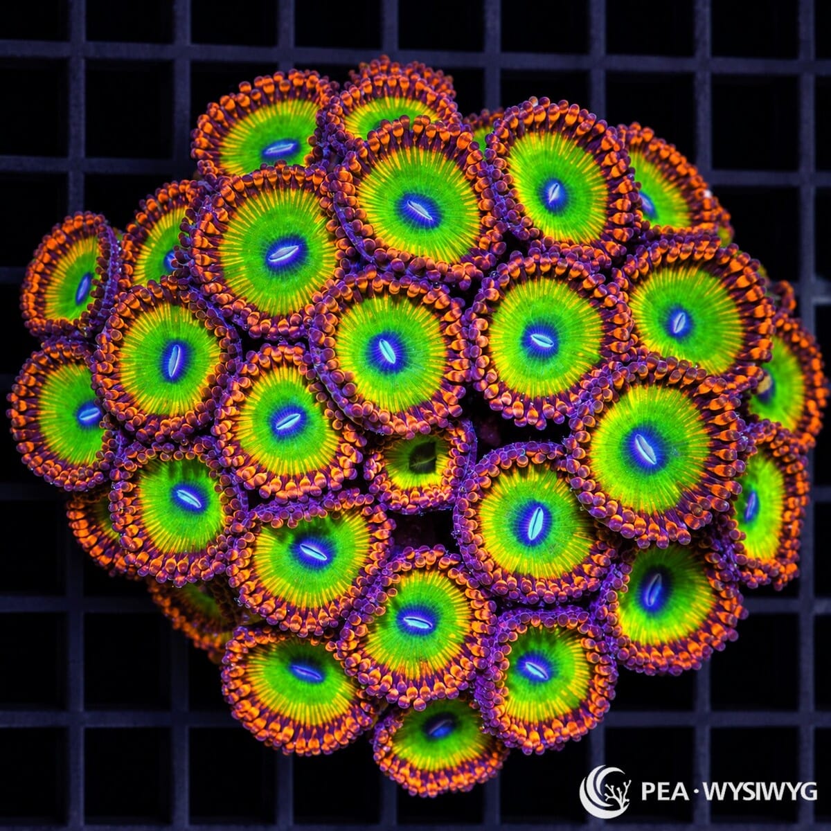 Candy Apple Zoanthids Zoanthus sp. WYSIWYG coral with neon green centers, blue-violet mouths, purple skirts, and bright orange tentacle tips