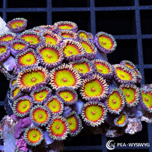 Candy Apple Zoanthids Zoanthus sp. WYSIWYG coral frag with yellow-green centers, red rings, purple outer tissue, and pale green skirts