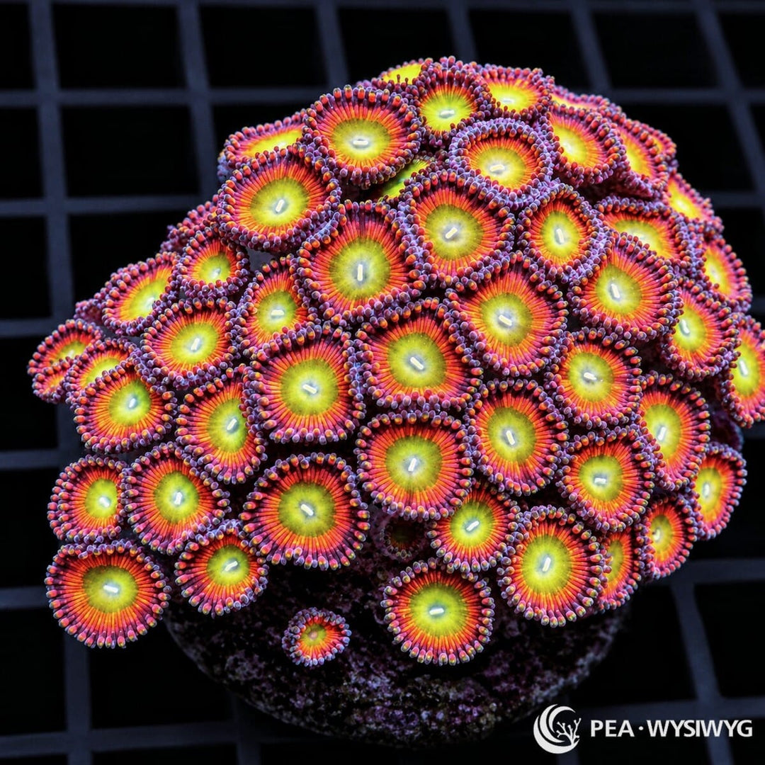 Candy Apple Zoanthids Zoanthus sp. WYSIWYG colony with yellow-green centers, orange-red faces, and purple-pink skirts