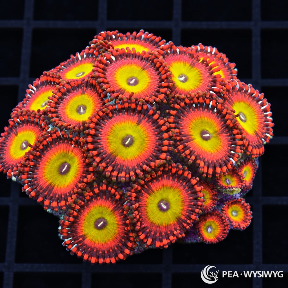 Candy Apple Zoanthids Zoanthus sp. WYSIWYG colony with bright yellow-green centers, vivid orange-red faces, and deep red-burgundy skirts