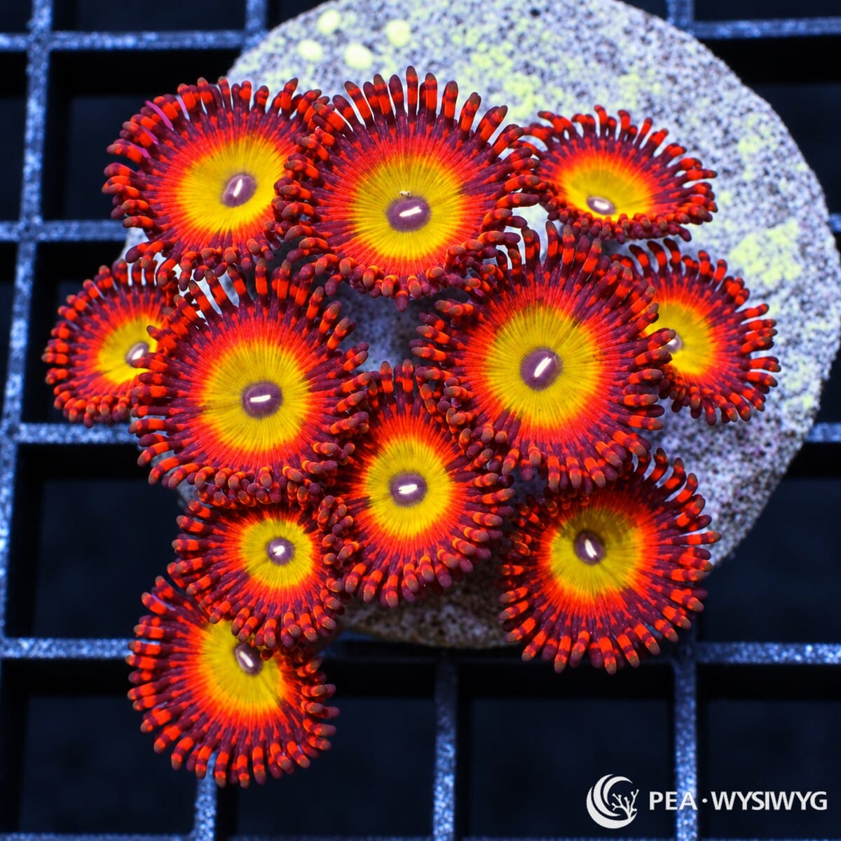 Candy Apple Zoanthids Zoanthus sp. with bright yellow centers, vivid orange-red oral discs, burgundy accents, and dark red-purple skirts