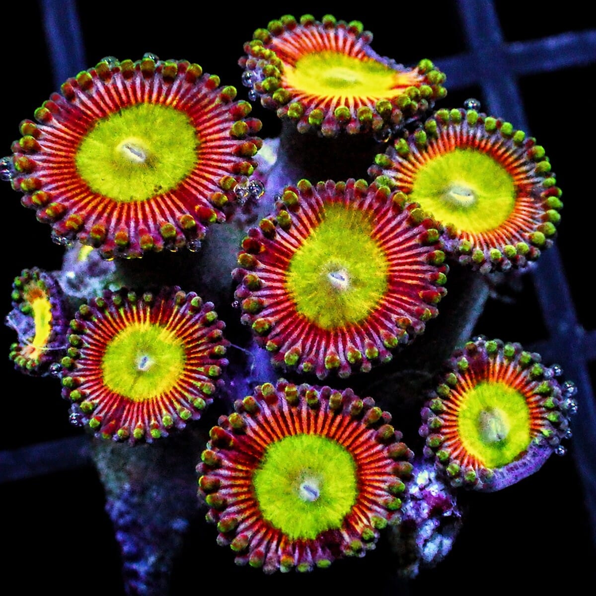 Candy Apple Zoanthids Zoanthus sp. WYSIWYG soft coral with green centers and red rings