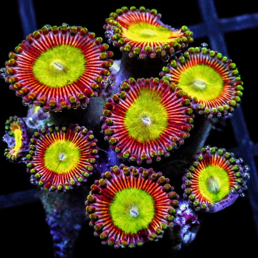 Candy Apple Zoanthids Zoanthus sp. WYSIWYG soft coral with green centers and red rings