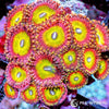 Candy Apple Zoanthids WYSIWYG aquacultured coral from Pacific East Aquaculture