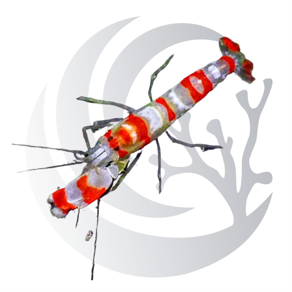 Candy Cane Snapping Shrimp (Alpheus spp.), burrowing pistol shrimp, small saltwater aquarium invert