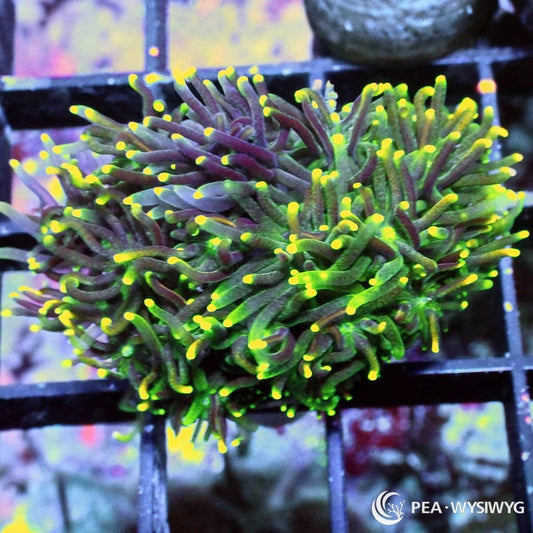 Candy Corn Galaxea Galaxea fascicularis WYSIWYG coral frag with dark green purple tentacles and bright fluorescent yellow tips