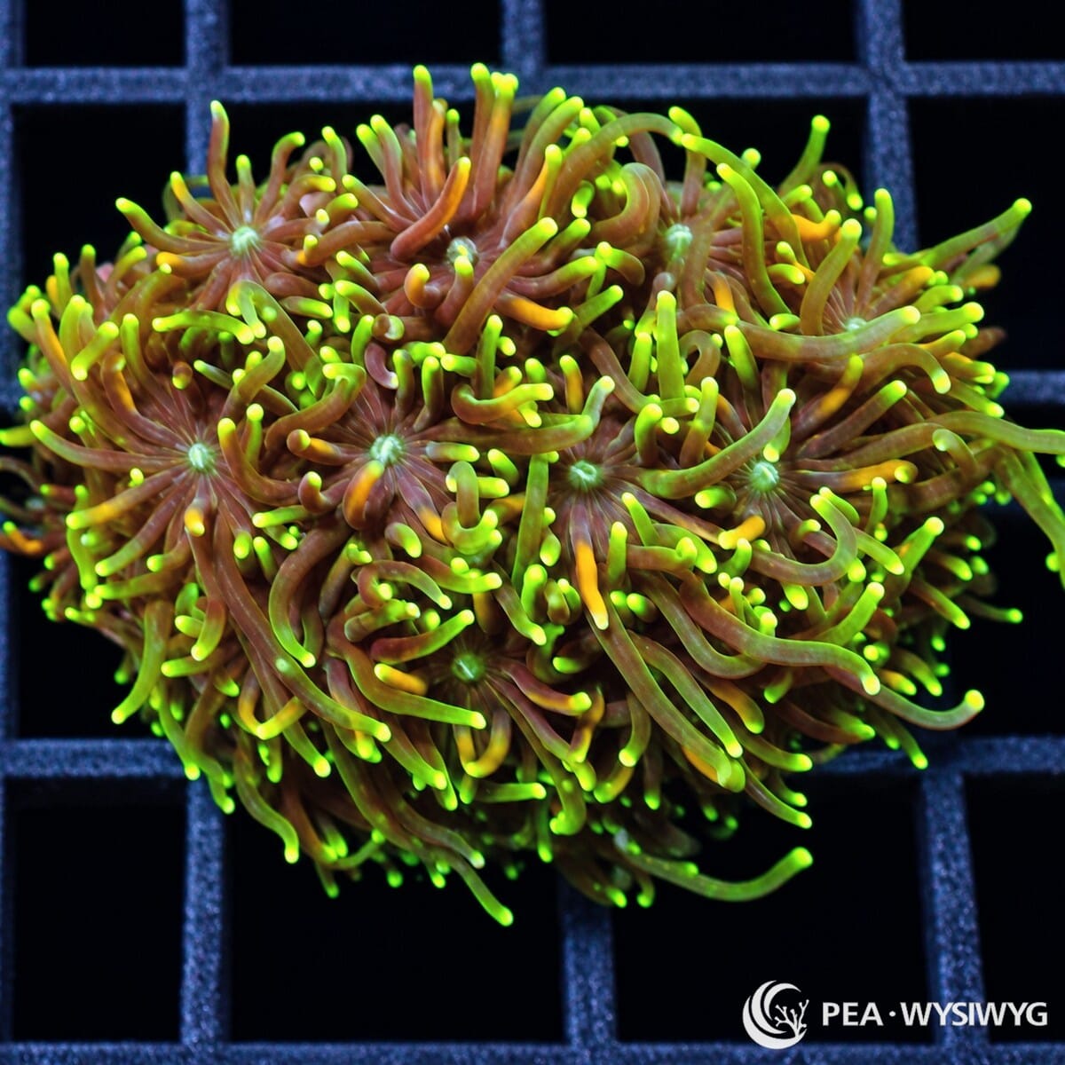Candy Corn Galaxea Galaxea fascicularis coral with reddish-brown flowing tentacles and brilliant fluorescent yellow-green tips