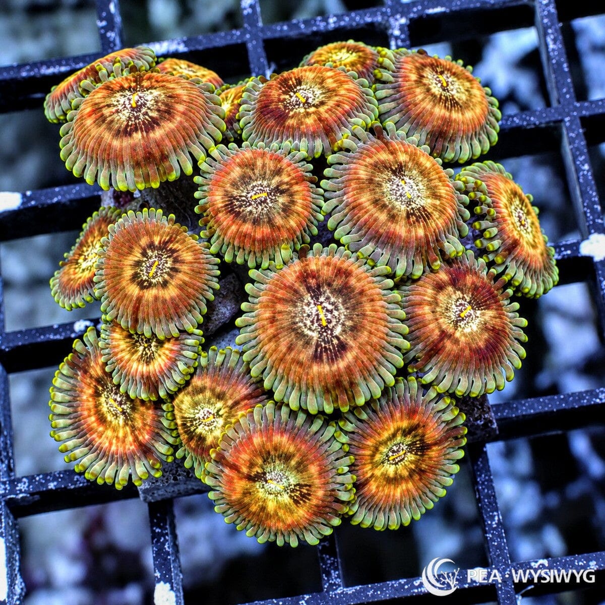 Candy Corn Zoanthids Zoanthus sp. WYSIWYG colony with orange-copper faces, pale cream centers, and green-yellow skirts