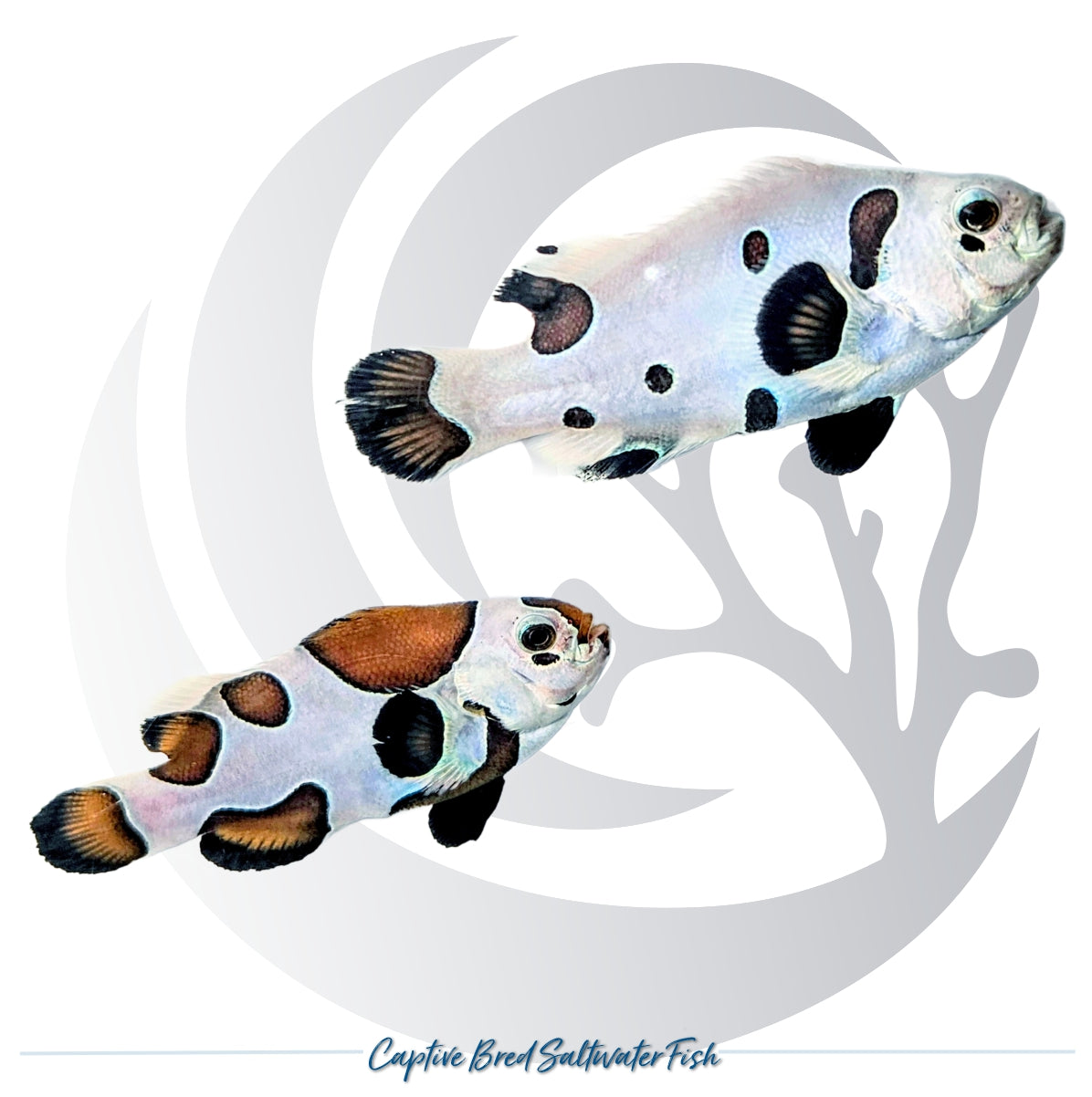 Captive-bred Black Storm Clownfish Amphiprion ocellaris with unique black and white designer patterning