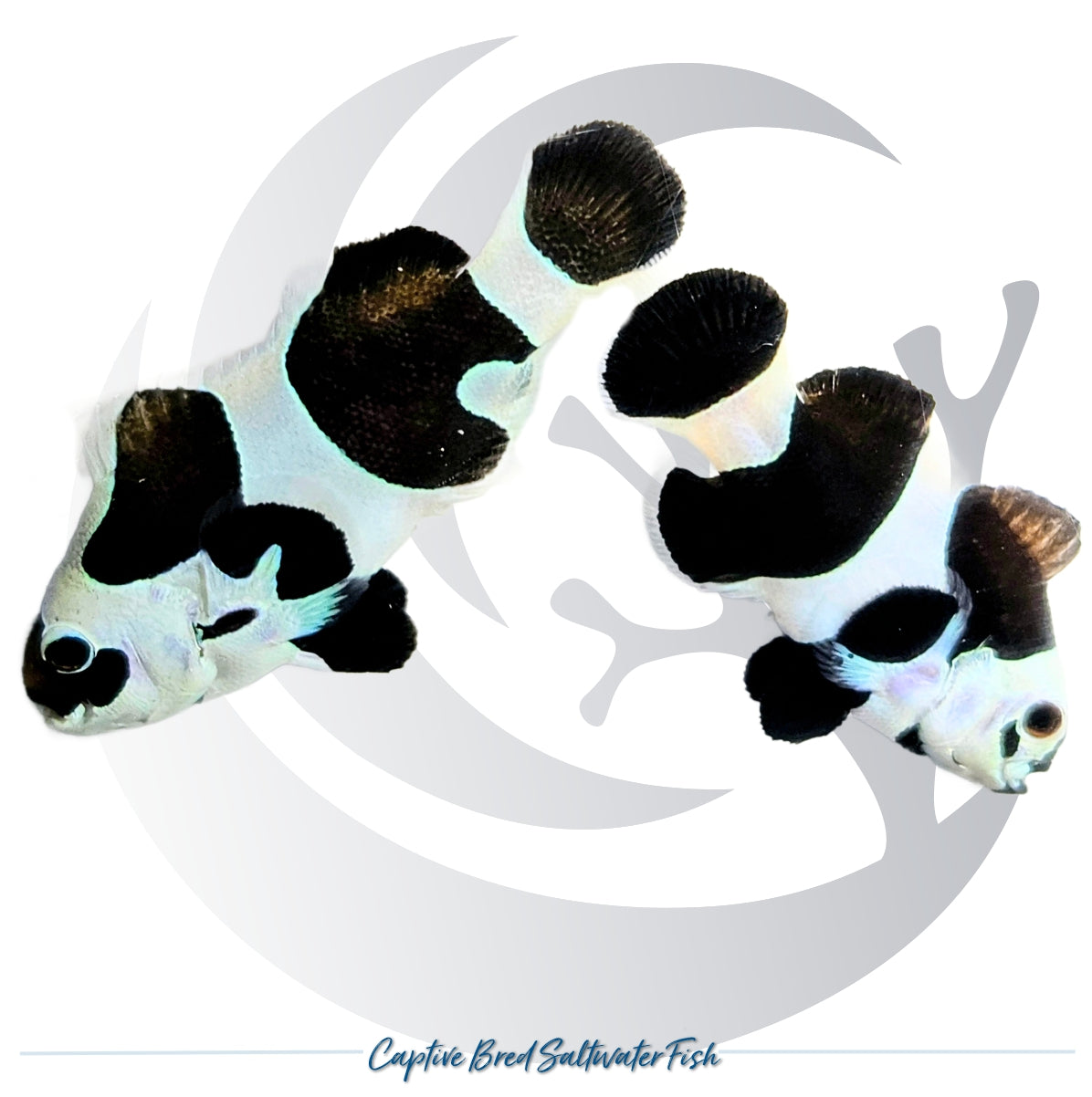 Captive-bred Black Storm Clownfish pair Amphiprion ocellaris with dramatic black and white designer patterning