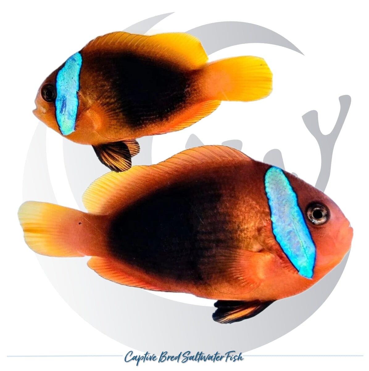 Captive-bred Blue-Striped New Caledonia Melanopus Clownfish pair Amphiprion melanopus with blue head bands, dark bodies and yellow-orange fins