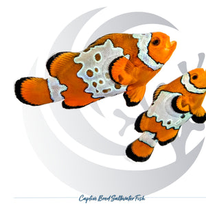 Captive-bred Bullethole Clownfish pair Amphiprion ocellaris with orange bodies and irregular white patterned markings