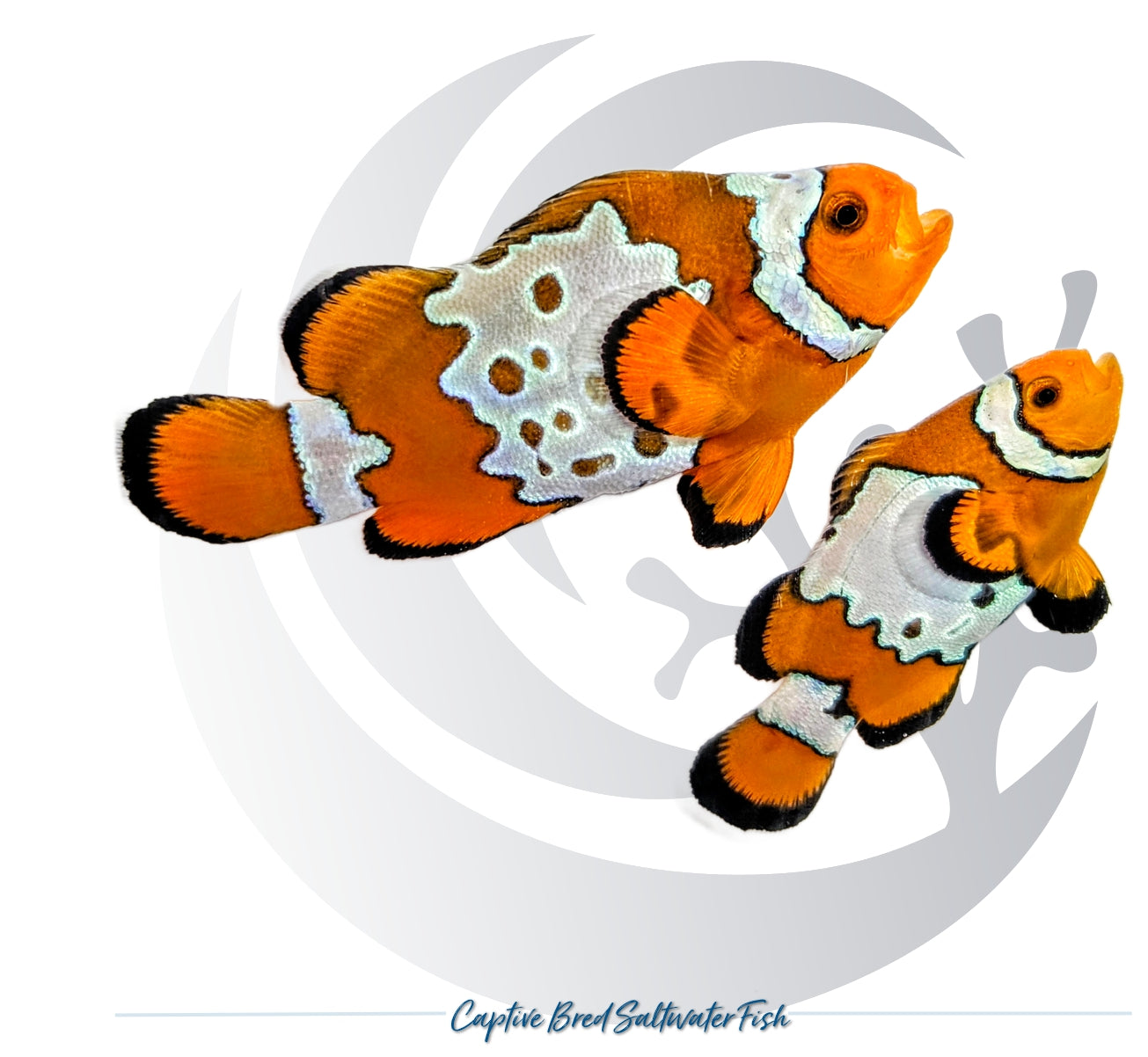 Captive-bred Bullethole Clownfish pair Amphiprion ocellaris with orange bodies and irregular white patterned markings