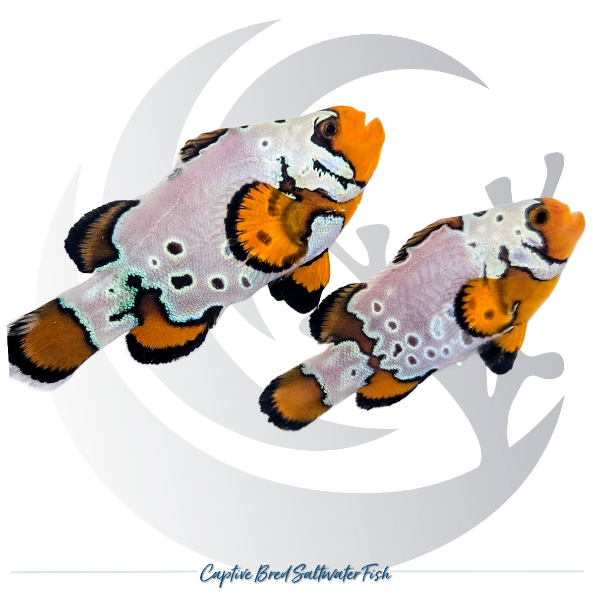 Captive-bred Bullethole Snowflake Clownfish pair Amphiprion ocellaris with white Snowflake patterns, dark spots and orange fins
