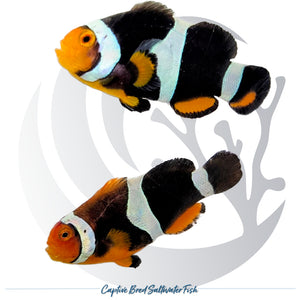 Captive-bred C-Quest Line Onyx Clownfish pair Amphiprion percula with black bodies, white bands and orange accents