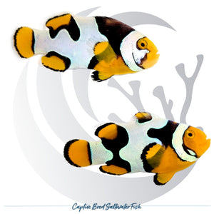Captive-bred C-Quest Line Onyx Picasso Clownfish pair Amphiprion percula with orange, black and irregular white designer patterning