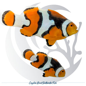 Captive-bred Extra Black Percula Clownfish pair Amphiprion percula with orange bodies, white bands and heavy black pigmentation