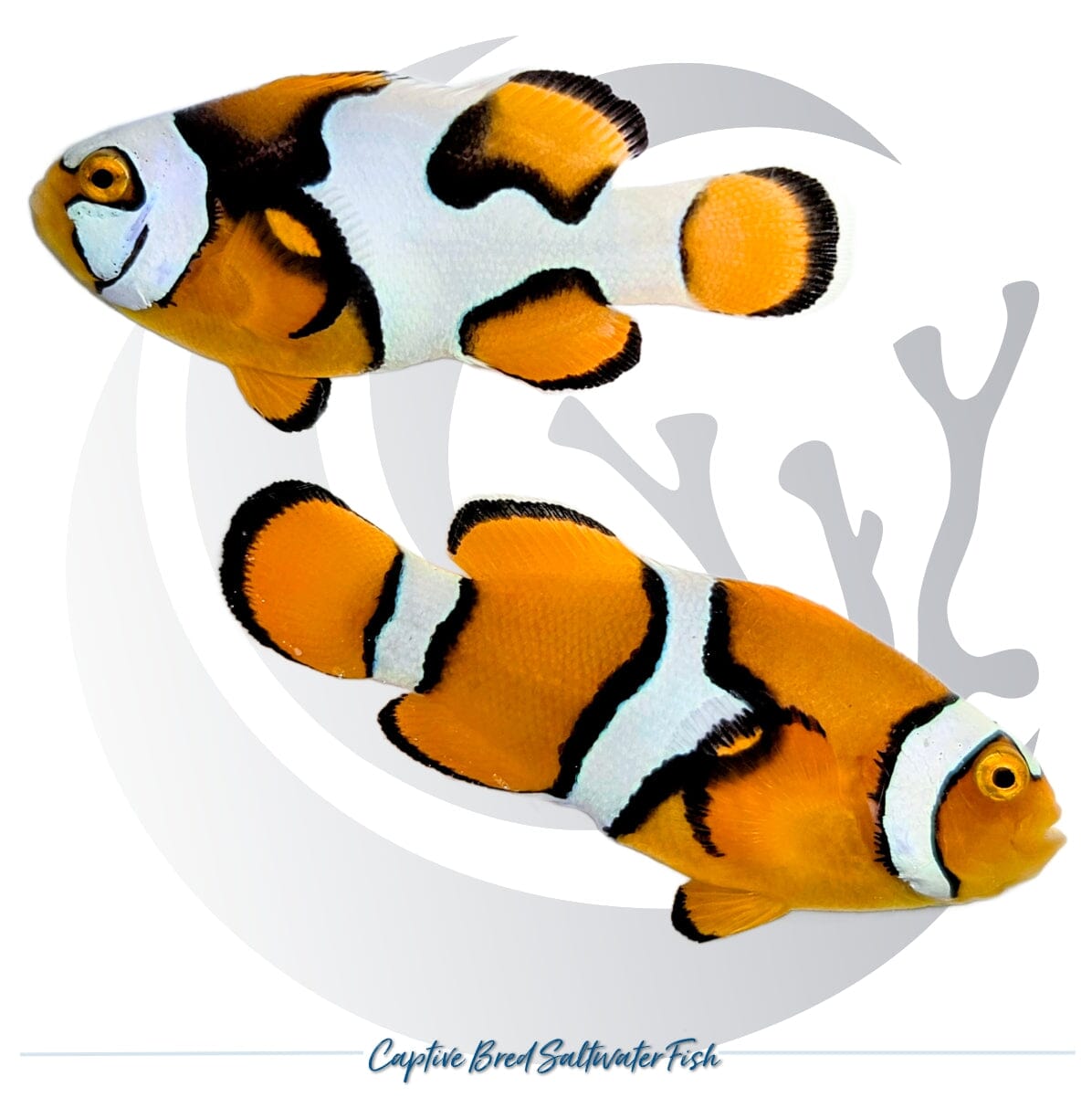 Captive-bred Helmet Picasso Clownfish pair Amphiprion percula with orange bodies and bold irregular white and black designer patterning