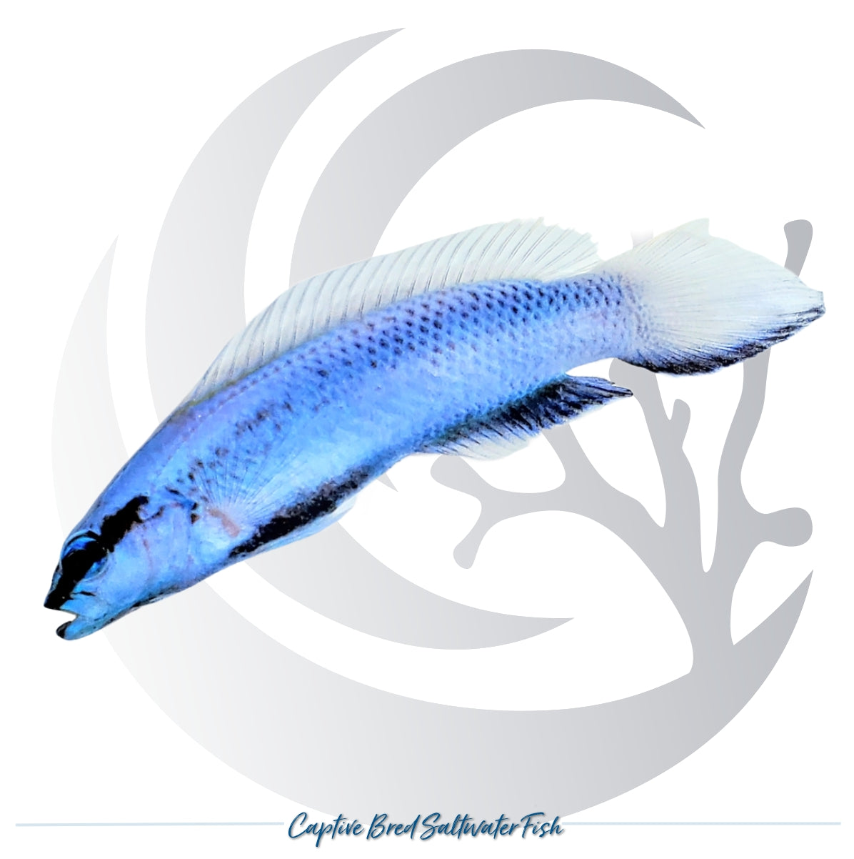 Captive-bred Indigo Longfin Dottyback Pseudochromis fridmani x Pseudochromis sankeyi blue hybrid saltwater fish