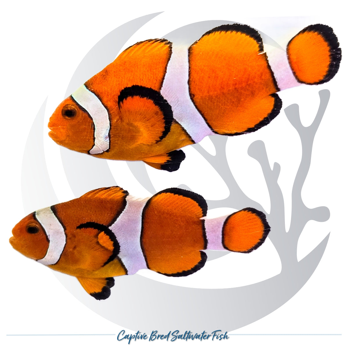 Captive-bred large Ocellaris Clownfish pair Amphiprion ocellaris with orange bodies, white bands and black fin edging