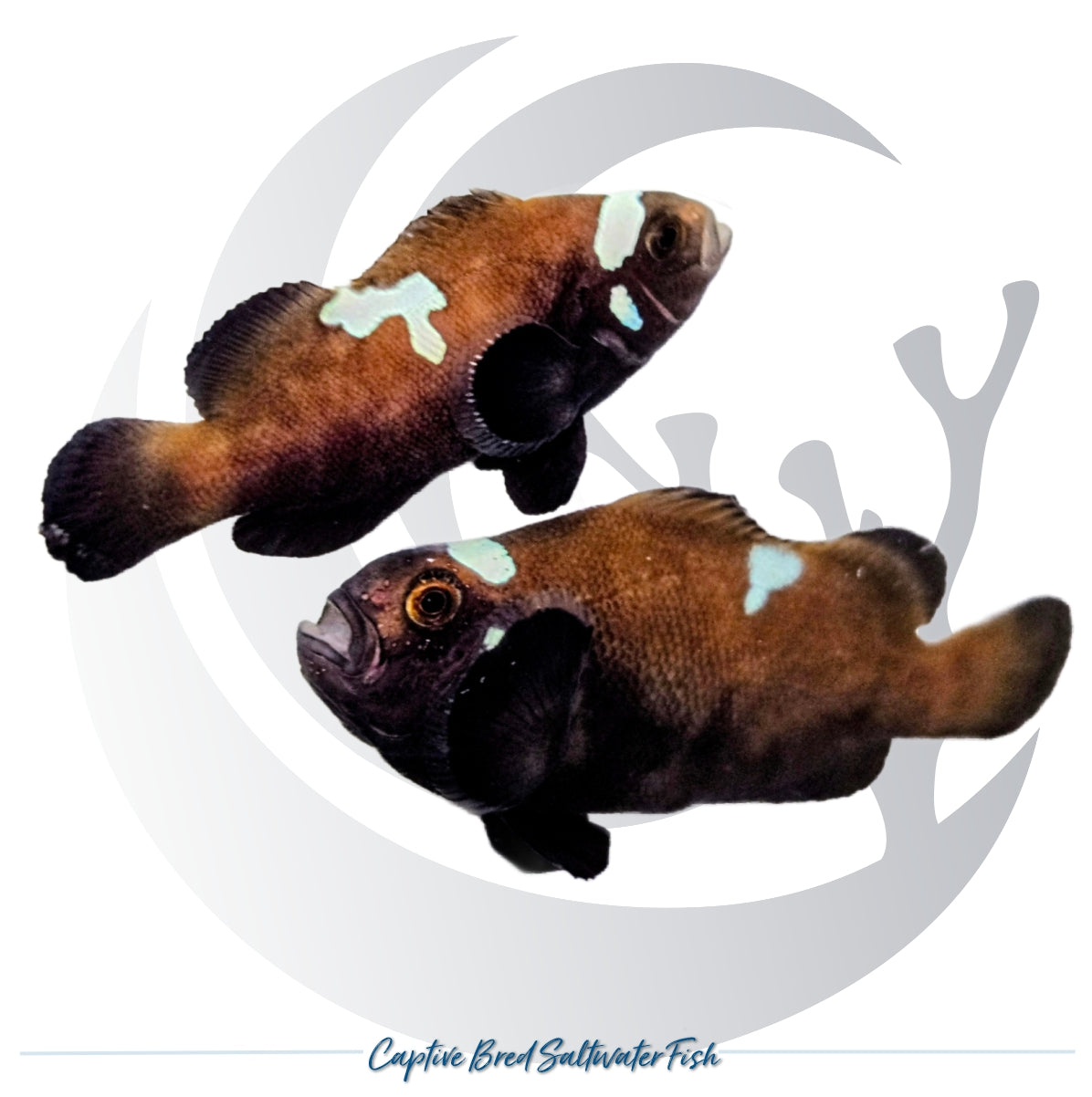 Captive-bred Midnight Lightning Clownfish pair Amphiprion ocellaris with dark bodies and irregular white lightning-pattern markings