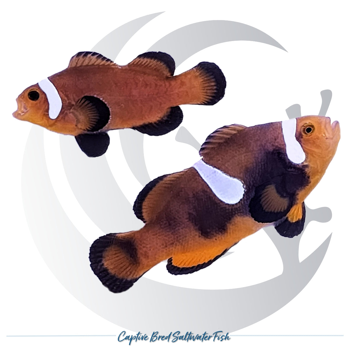 Captive-bred Nearly Naked Mocha Clownfish pair Amphiprion ocellaris with brown-orange bodies and reduced white barring