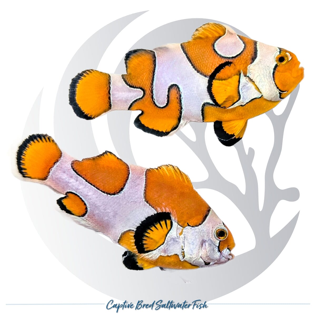 Captive-bred Orange Storm Clownfish Amphiprion ocellaris with unique orange and white designer patterns