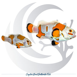 Captive-bred Orange Storm Clownfish Amphiprion ocellaris with orange and irregular white designer patterning