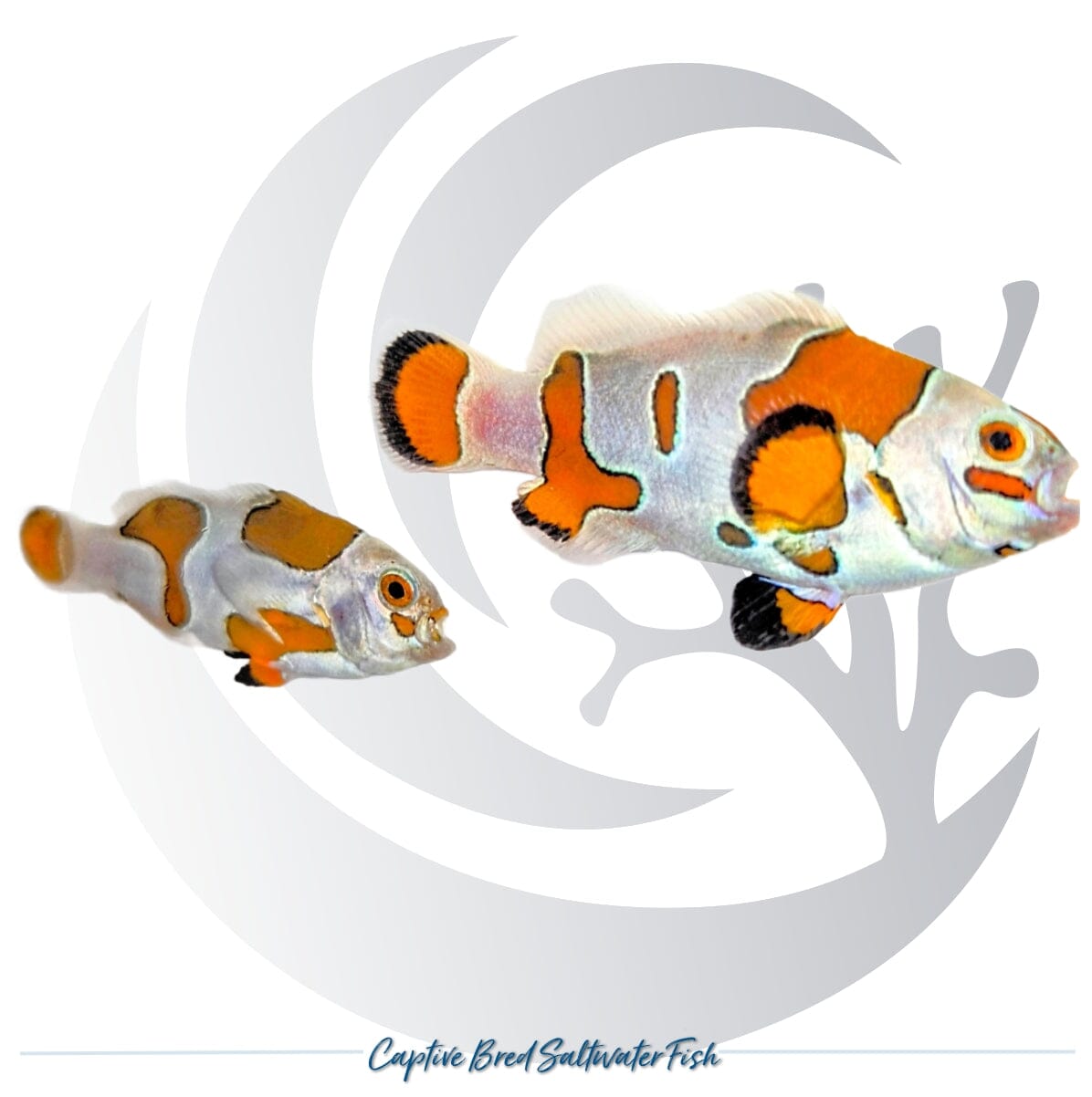 Captive-bred Orange Storm Clownfish Amphiprion ocellaris with orange and irregular white designer patterning