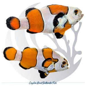 Captive-bred Orange Storm Clownfish pair Amphiprion ocellaris with bright orange coloration and extensive irregular white Storm patterning