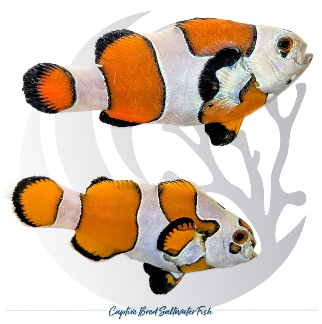 Captive-bred Orange Storm Clownfish pair Amphiprion ocellaris with bright orange coloration and extensive irregular white Storm patterning