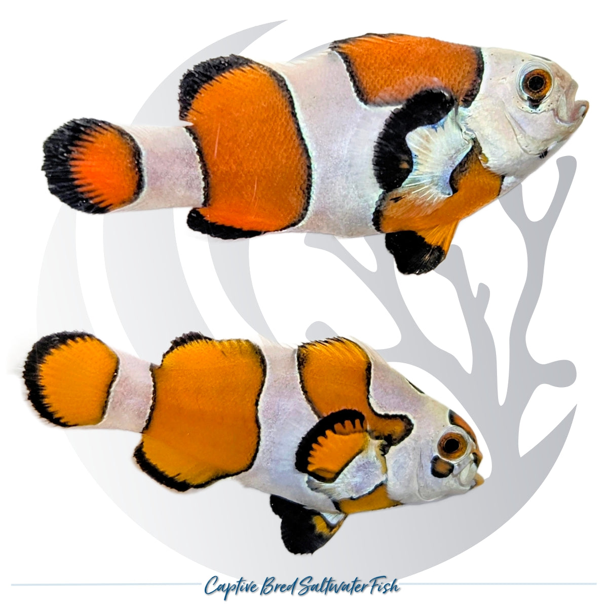 Captive-bred Orange Storm Clownfish pair Amphiprion ocellaris with bright orange coloration and extensive irregular white Storm patterning