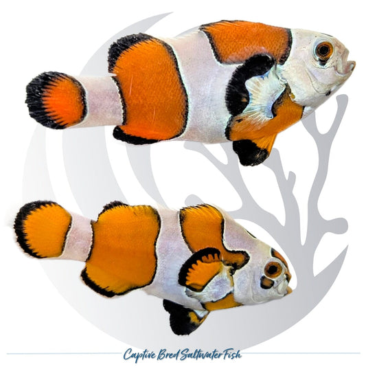 Captive-bred Orange Storm Clownfish pair Amphiprion ocellaris with bright orange coloration and extensive irregular white Storm patterning