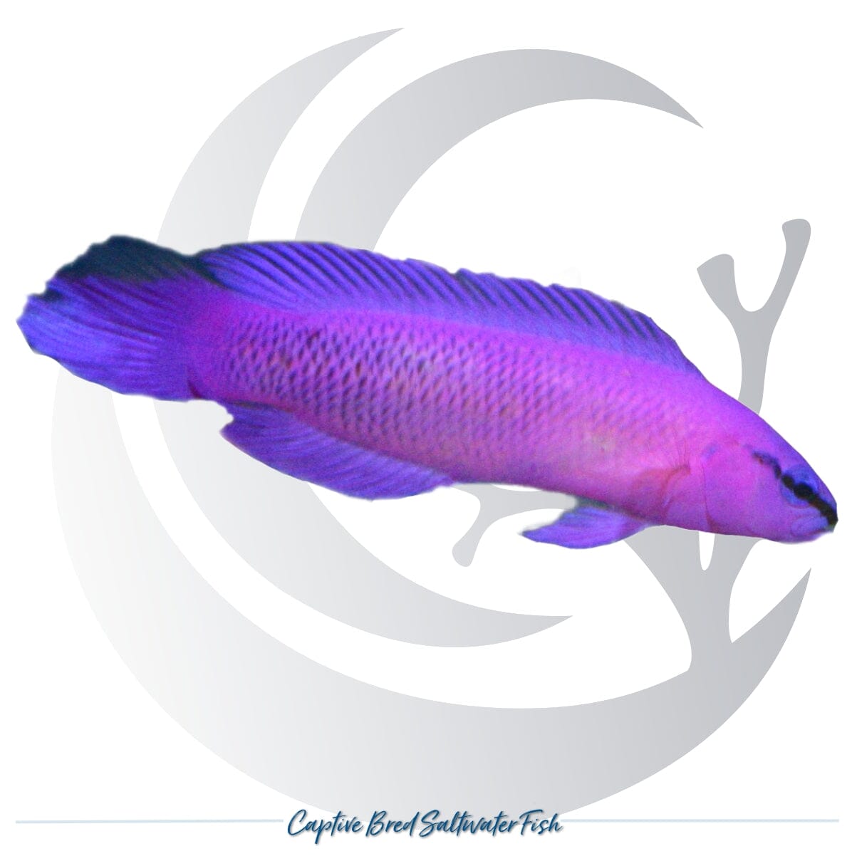Captive-bred Orchid Dottyback Pseudochromis fridmani with vivid violet-purple coloration