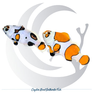 Captive-bred Picasso Orange Storm Clownfish pair with orange fins, extensive white patterning and contrasting black markings
