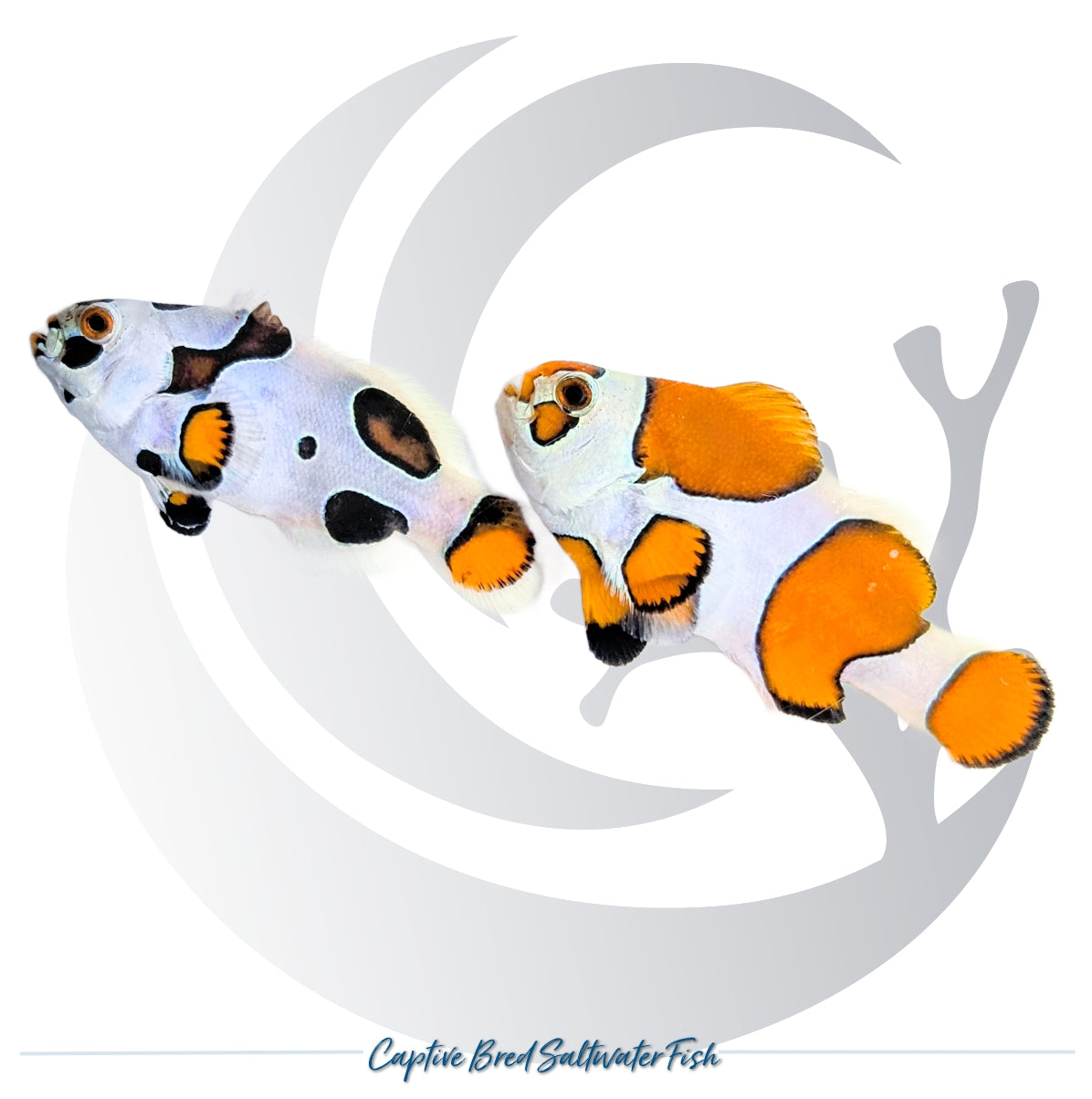 Captive-bred Picasso Orange Storm Clownfish pair with orange fins, extensive white patterning and contrasting black markings