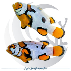 Captive-bred Picasso Storm Clownfish pair Amphiprion ocellaris x percula hybrid with orange, white and black designer patterning