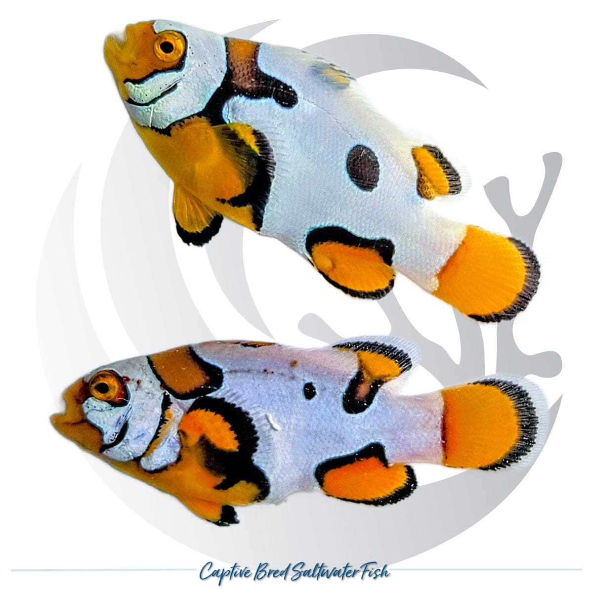 Captive-bred Picasso Storm Clownfish pair Amphiprion ocellaris x percula hybrid with orange, white and black designer patterning