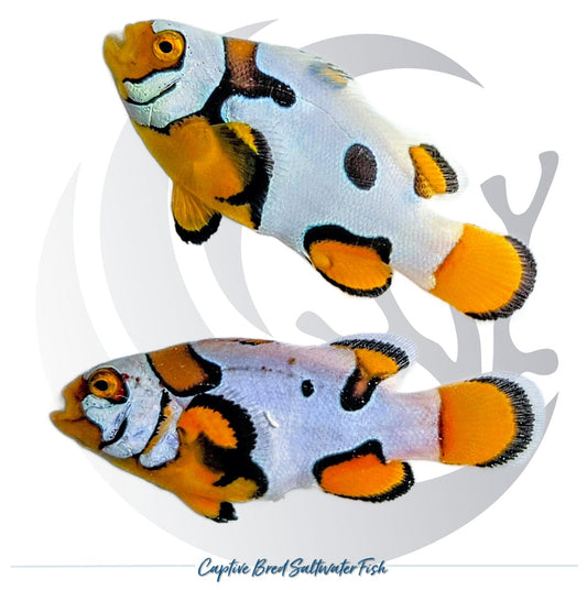 Captive-bred Picasso Storm Clownfish pair Amphiprion ocellaris x percula hybrid with orange, white and black designer patterning